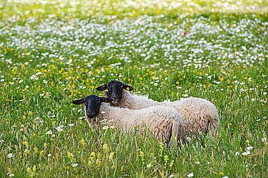 Rhönschafe auf der Weide