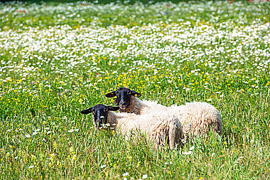 Rhönschafe auf der Weide