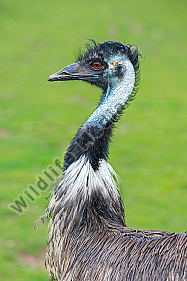 Großer Emu Porträt