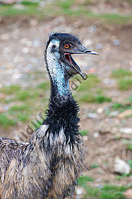 Großer Emu Porträt