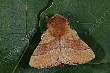 Ringelspinner Männchen