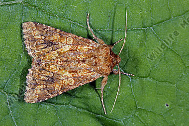 Braungelbe Leimkrauteule