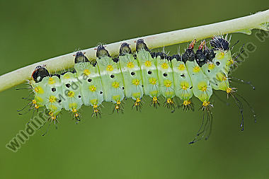 Großes Nachtpfauenauge halberwachsene Raupe