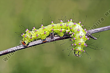 Wiener Nachtpfauenauge halberwachsene Raupe