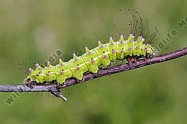 Wiener Nachtpfauenauge halberwachsene Raupe