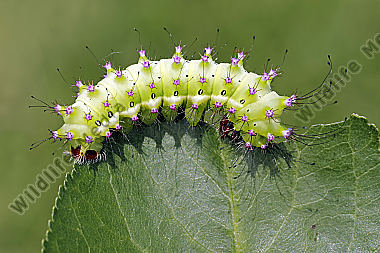 Wiener Nachtpfauenauge halberwachsene Raupe
