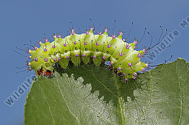 Wiener Nachtpfauenauge halberwachsene Raupe