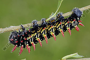 Antherina suraka Raupe