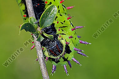 Antherina suraka Raupe