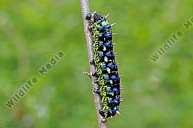 Antherina suraka verpuppungsreife Raupe