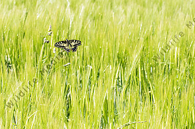 Ein Schwalbenschwanz unterwegs auf einer Wiese