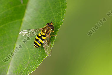 Große Schwebfliege