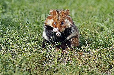Feldhamster Männchen