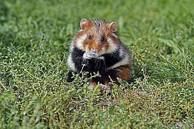 Feldhamster Männchen