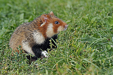 Feldhamster Männchen