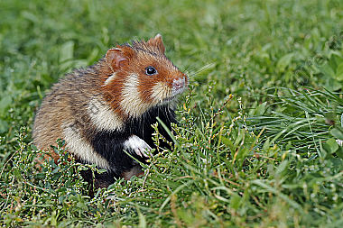 Feldhamster Männchen