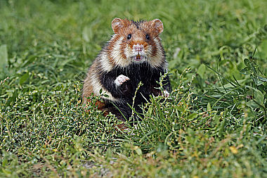 Feldhamster Männchen