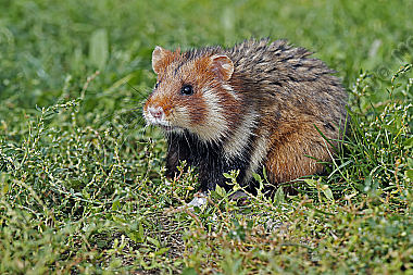Feldhamster Männchen