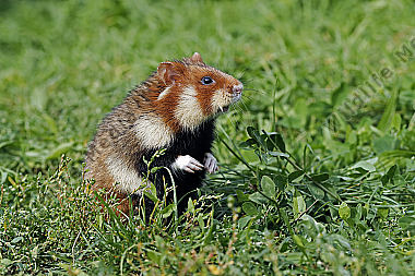 Feldhamster Männchen