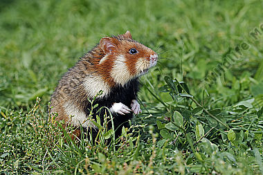 Feldhamster Männchen