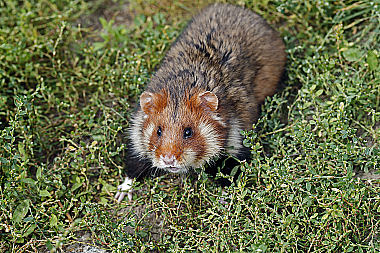 Feldhamster Männchen