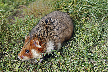 Feldhamster Männchen