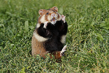 Feldhamster Männchen