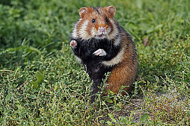 Feldhamster Männchen