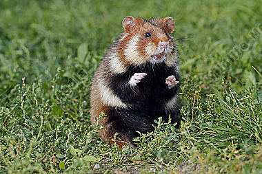 Feldhamster Männchen