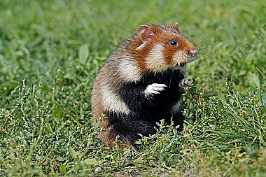 Feldhamster Männchen
