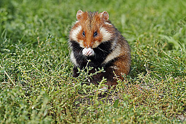 Feldhamster Männchen