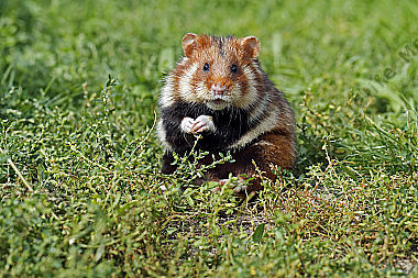 Feldhamster Männchen