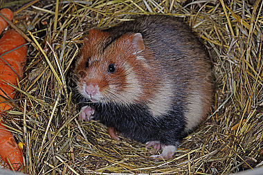 Feldhamster Weibchen im Bau