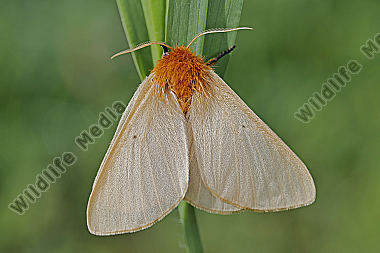 Gelber Wiesenspinner Weibchen