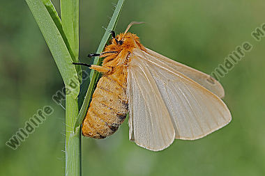 Gelber Wiesenspinner Weibchen