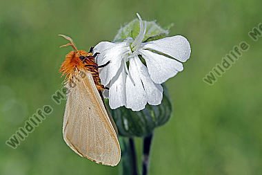 Gelber Wiesenspinner Weibchen