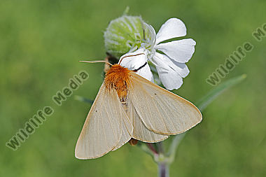 Gelber Wiesenspinner Weibchen
