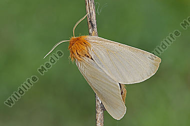 Gelber Wiesenspinner Weibchen