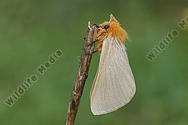 Gelber Wiesenspinner Weibchen