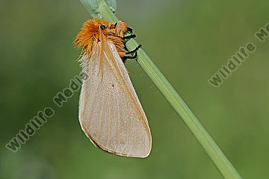 Gelber Wiesenspinner Weibchen
