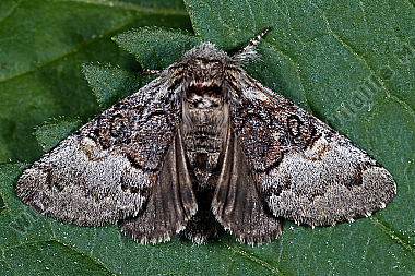 Haseleule