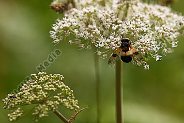 Gemeine Hummel-Schwebfliege
