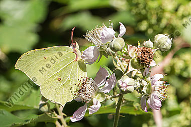 Ein Zitronenfalter saugt an einer Blüte