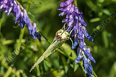 Ein Zitronenfalter saugt an einer Blüte