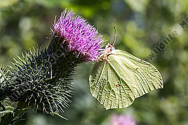 Ein Zitronenfalter saugt an einer Blüte