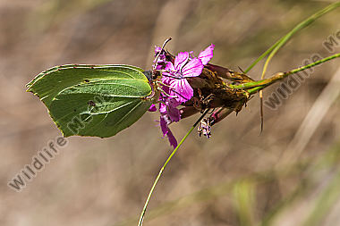 Ein Zitronenfalter saugt an einer Blüte