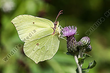 Ein Zitronenfalter saugt an einer Blüte