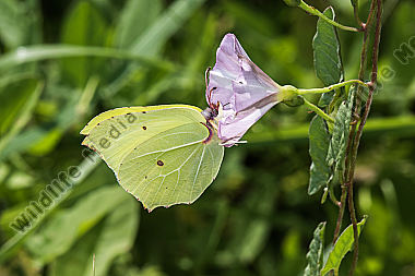 Ein Zitronenfalter saugt an einer Blüte