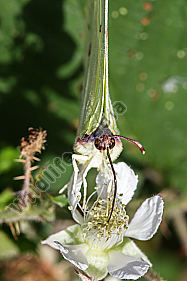 Ein Zitronenfalter saugt an einer Blüte