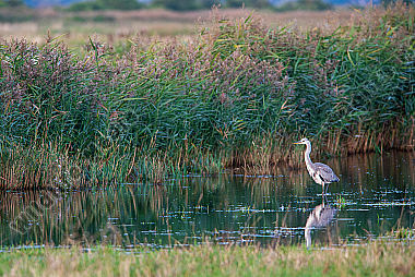 Graureiher Ardea cinerea am Schilf